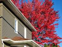 Red trees Nova Scotia 2956